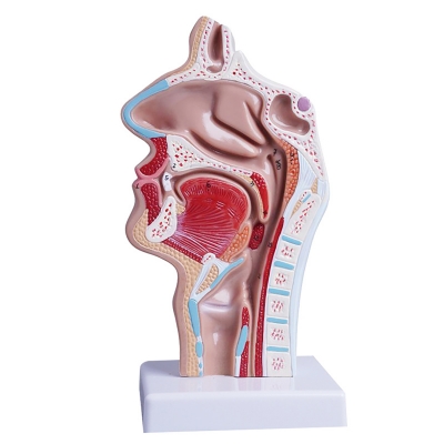 Анатомическая модель носоглотки человека Corpo naso-1