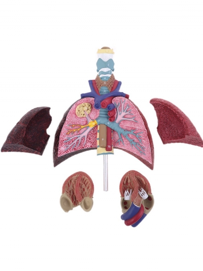 Разборная анатомическая модель лёгких человека Corpo Pulmo-2